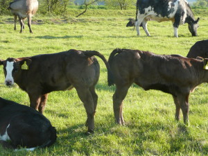 April born Bazadaise heifers shaping up 